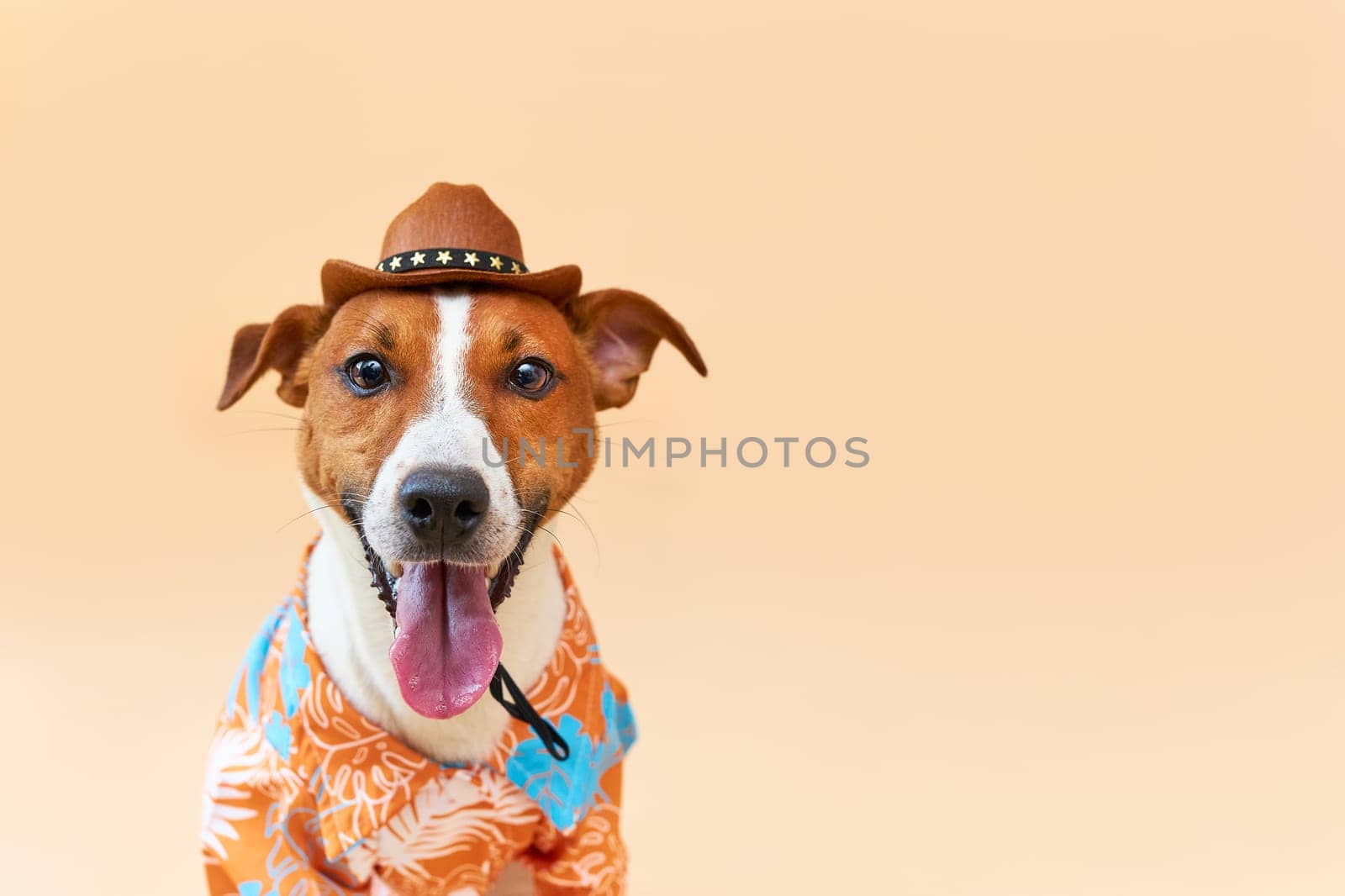 Cute and funny dog of the Jack Russell terrier breed in a cowboy hat and Hawaiian shirt on a sand-colored background. Travel preparation and planning. close-up portrait. Concept of recreation, travel and tourism. Pets care