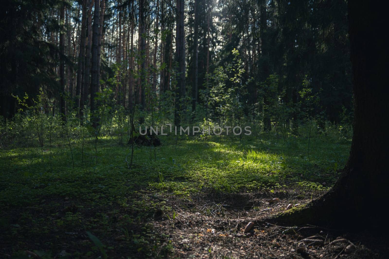 A beautiful spring forest in the sunset. The sun's rays are breaking through the trees. High quality photo