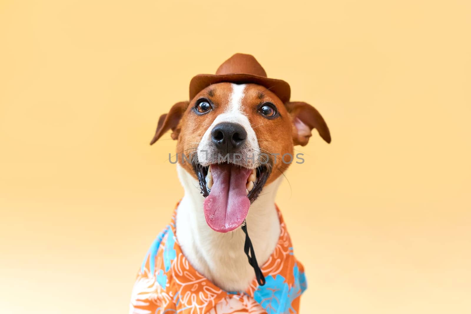 Cute and funny dog of the Jack Russell terrier breed in a cowboy hat and Hawaiian shirt on a sand-colored background. Travel preparation and planning. close-up portrait. Concept of recreation, travel and tourism. Pets care