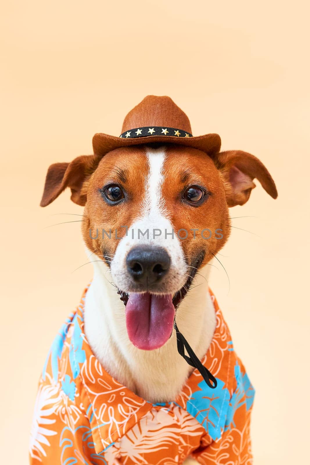 Cute and funny dog of the Jack Russell terrier breed in a cowboy hat and Hawaiian shirt on a sand-colored background. Travel preparation and planning. close-up portrait. Concept of recreation, travel and tourism. Pets care