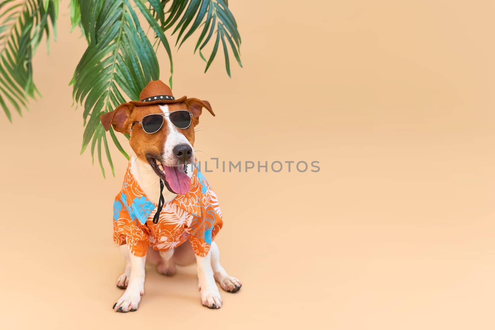 Cool smiling cute Dog Jack Russell Terrier in a Hawaiian shirt, hat and sunglasses on the beach under a palm tree. Summer holiday and travel concept, background, pet care