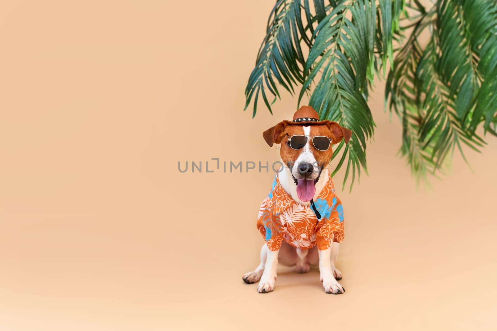Cool smiling cute Dog Jack Russell Terrier in a Hawaiian shirt, hat and sunglasses on the beach under a palm tree. Summer holiday and travel concept, background, pet care