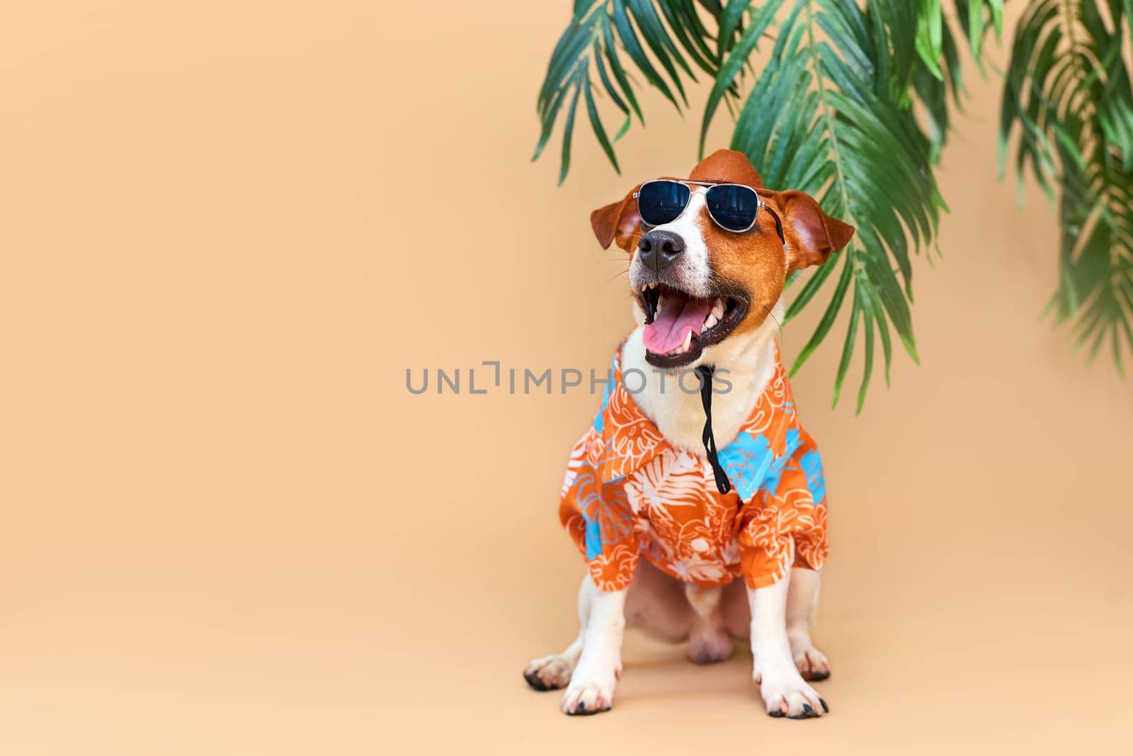 Cool smiling cute Dog Jack Russell Terrier in a Hawaiian shirt, hat and sunglasses on the beach under a palm tree. Summer holiday and travel concept, background, pet care