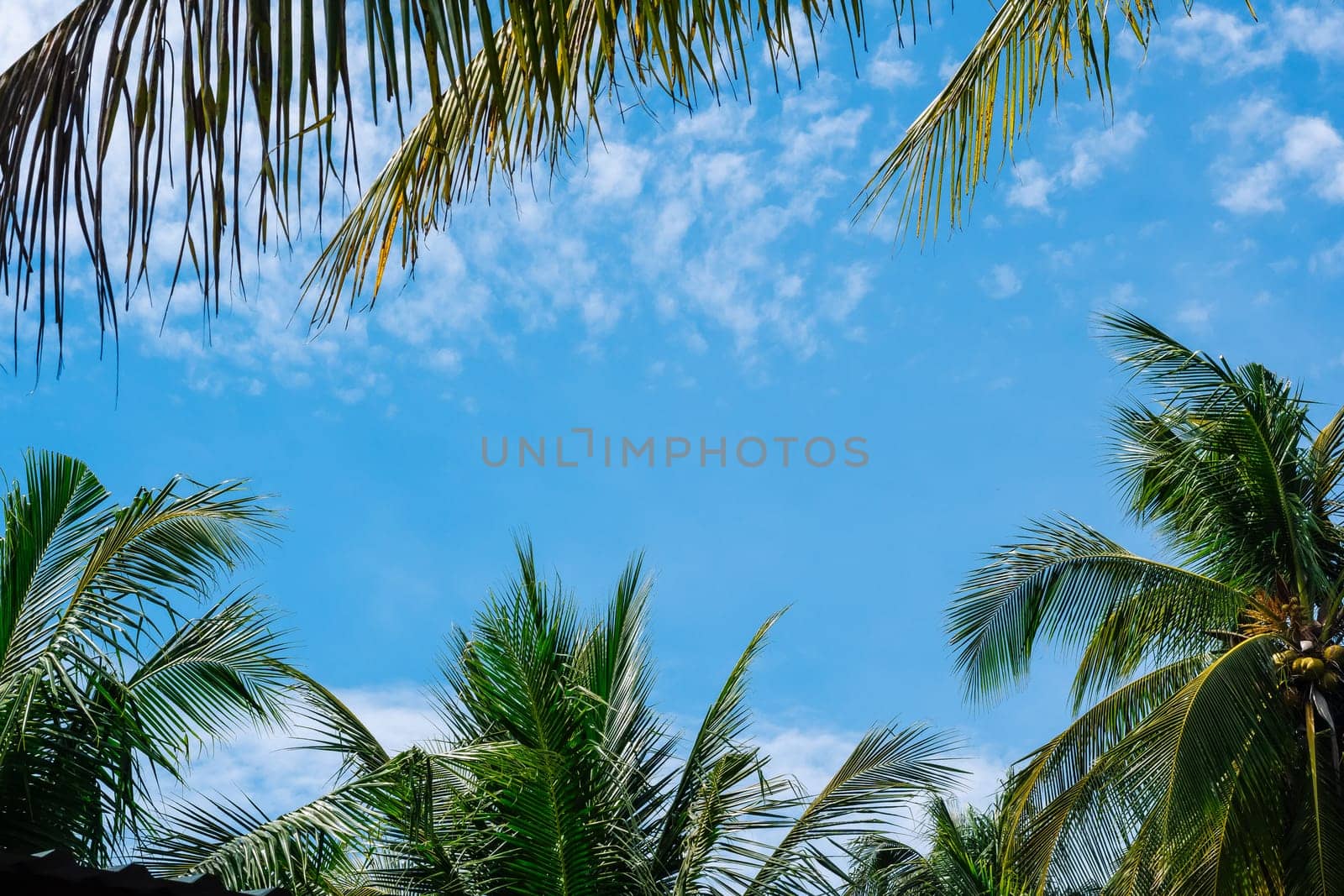 Coconut green tropical palm branches blue sky white clouds abstract background bright shiny sun day beautiful nature summer. Joy happiness harmony tranquility calm life.
