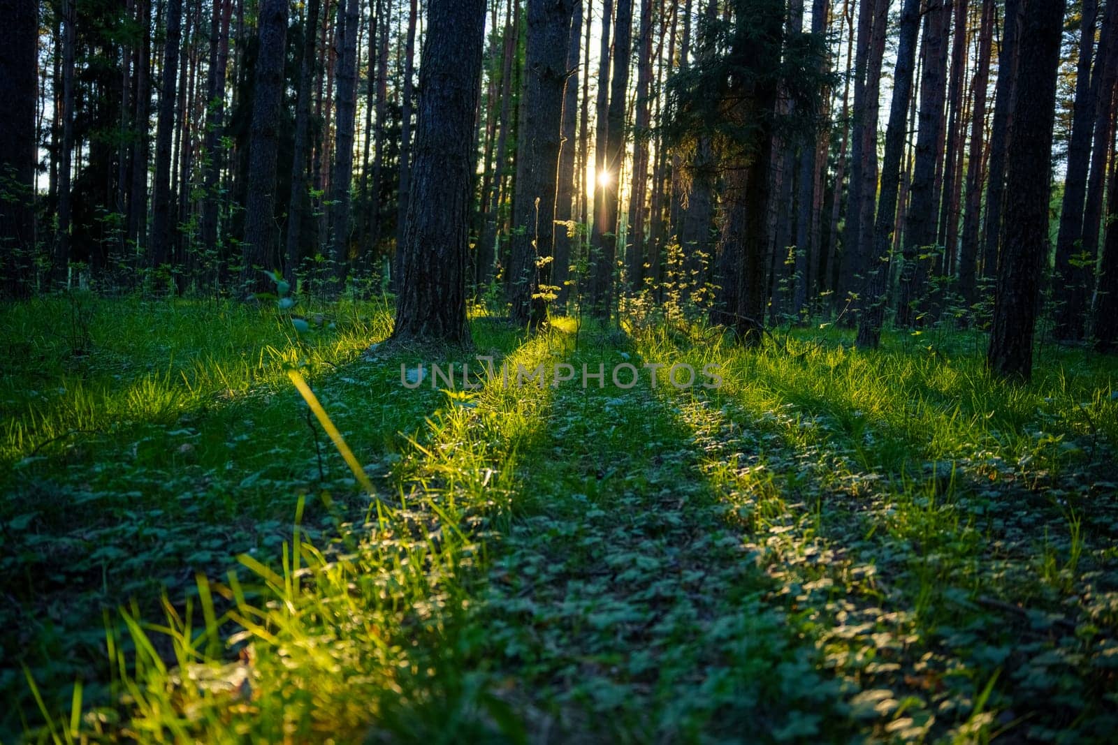 A beautiful spring forest in the sunset. The sun's rays are breaking through the trees. High quality photo