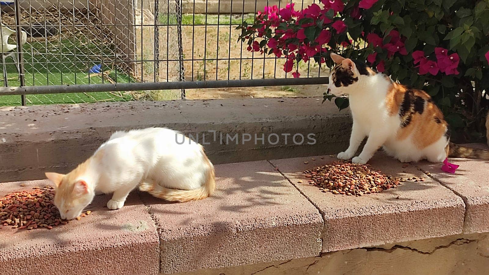 two cats eat food outside in summer, pets, animals nature. High quality photo