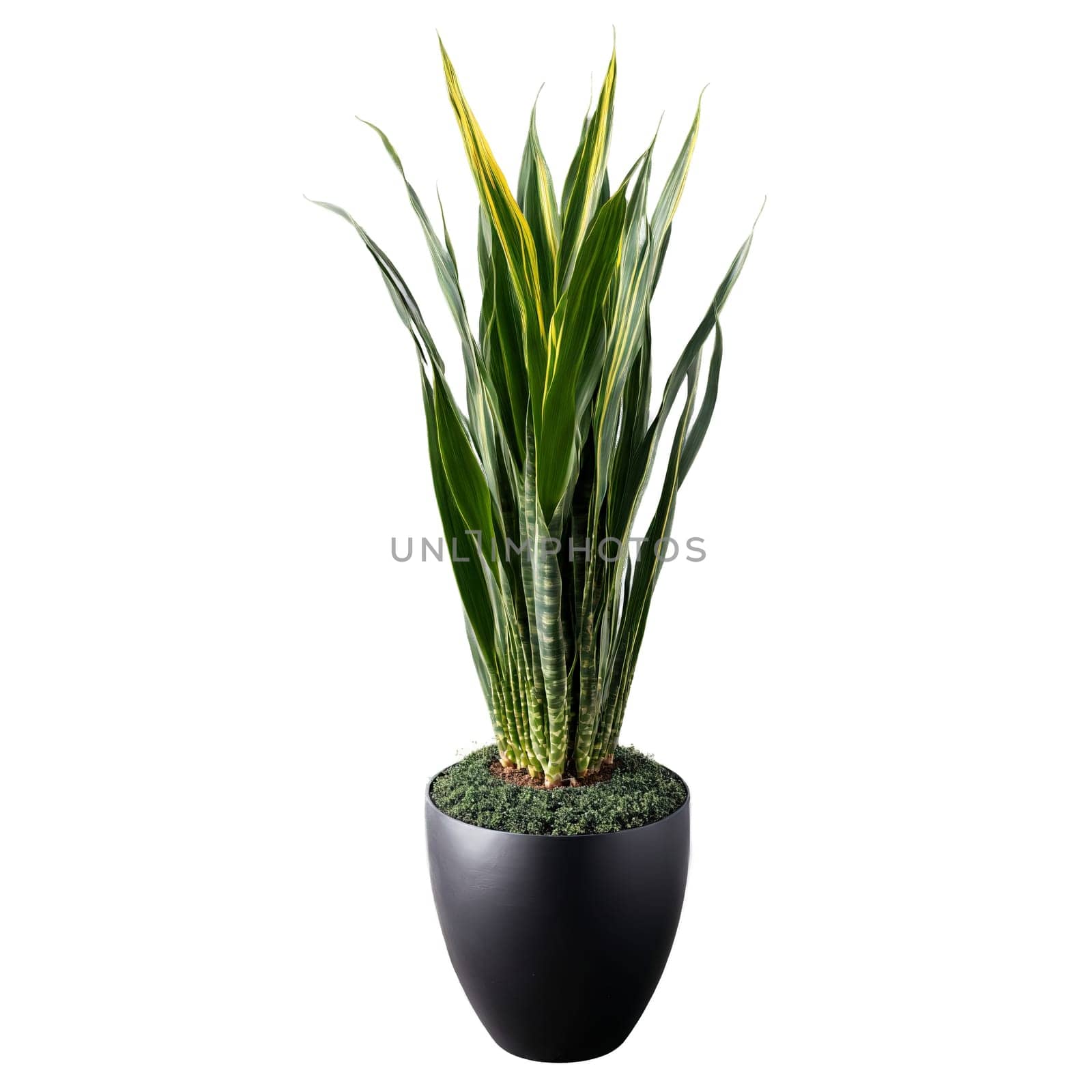 Snake Plant Zeylanica tall dark green and striped leaves shooting upward from a hovering black. Plants isolated on transparent background.