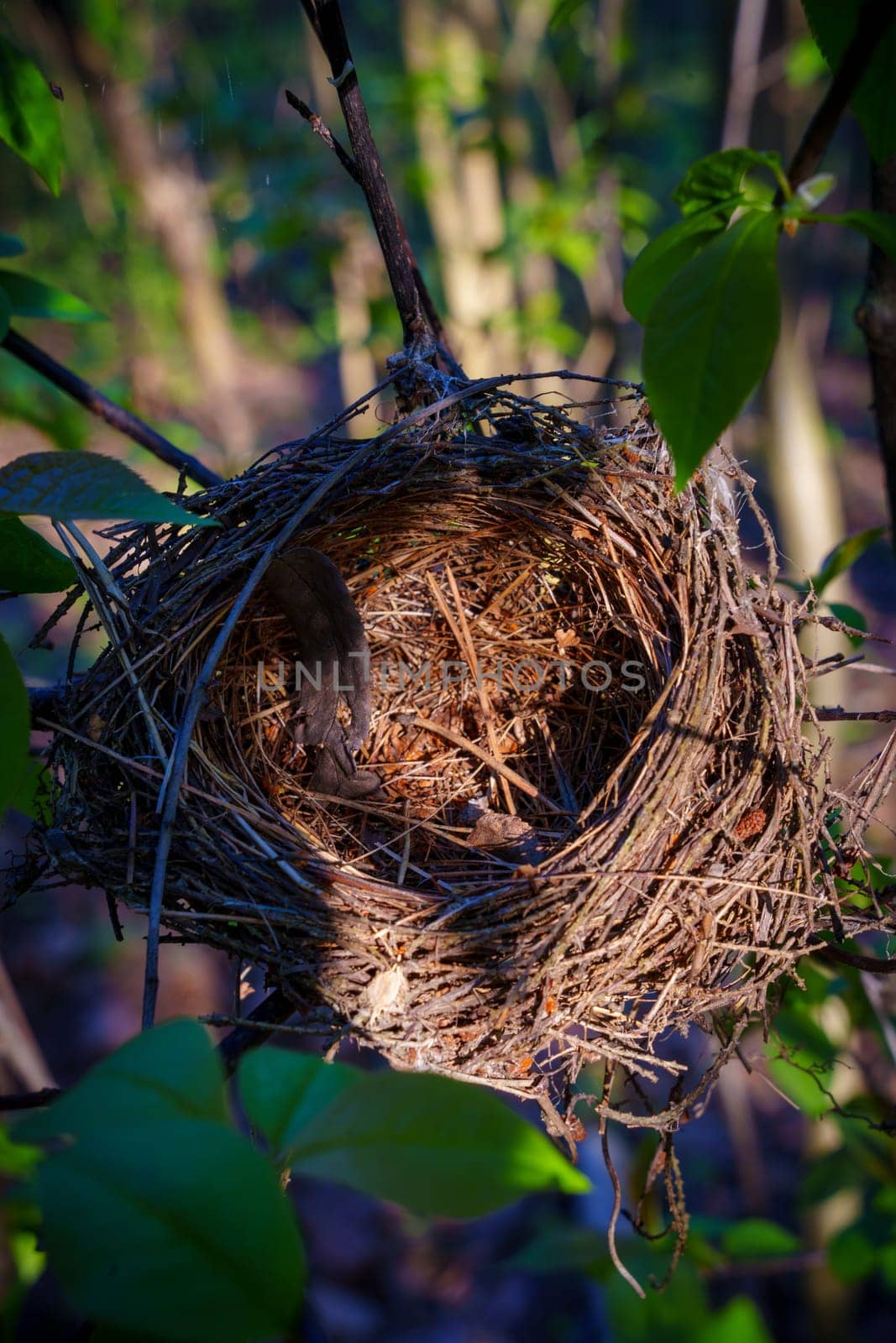 A bird's nest on a branch. High quality photo