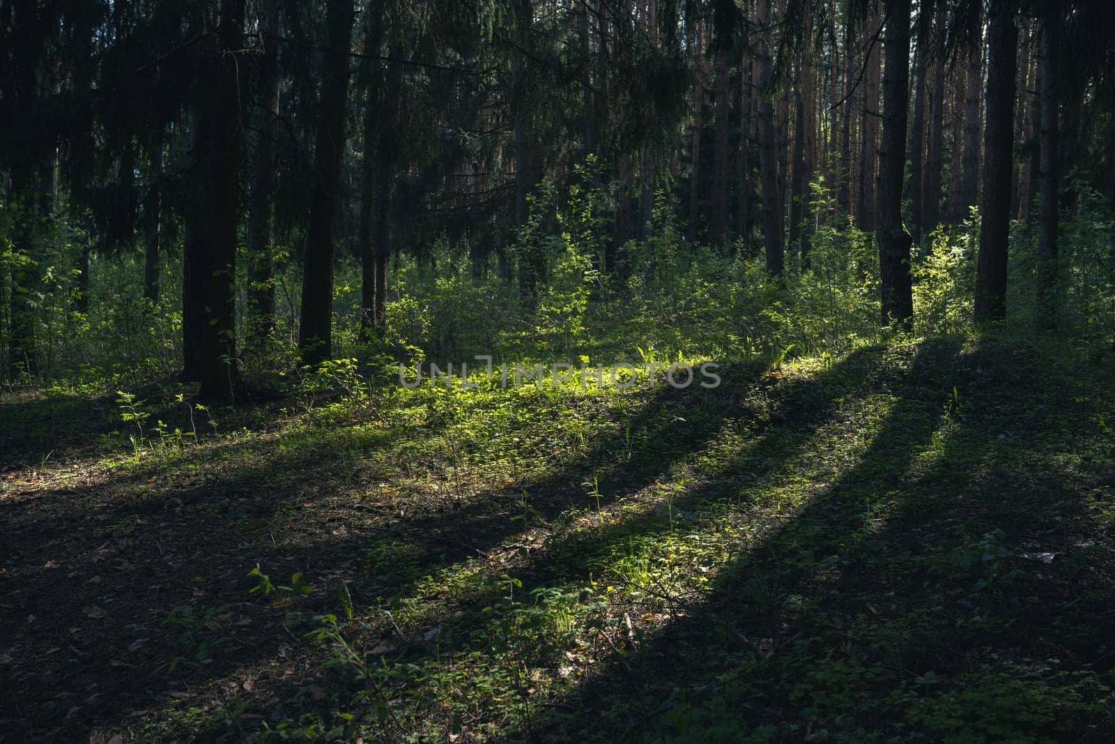 A beautiful spring forest in the sunset. The sun's rays are breaking through the trees. High quality photo