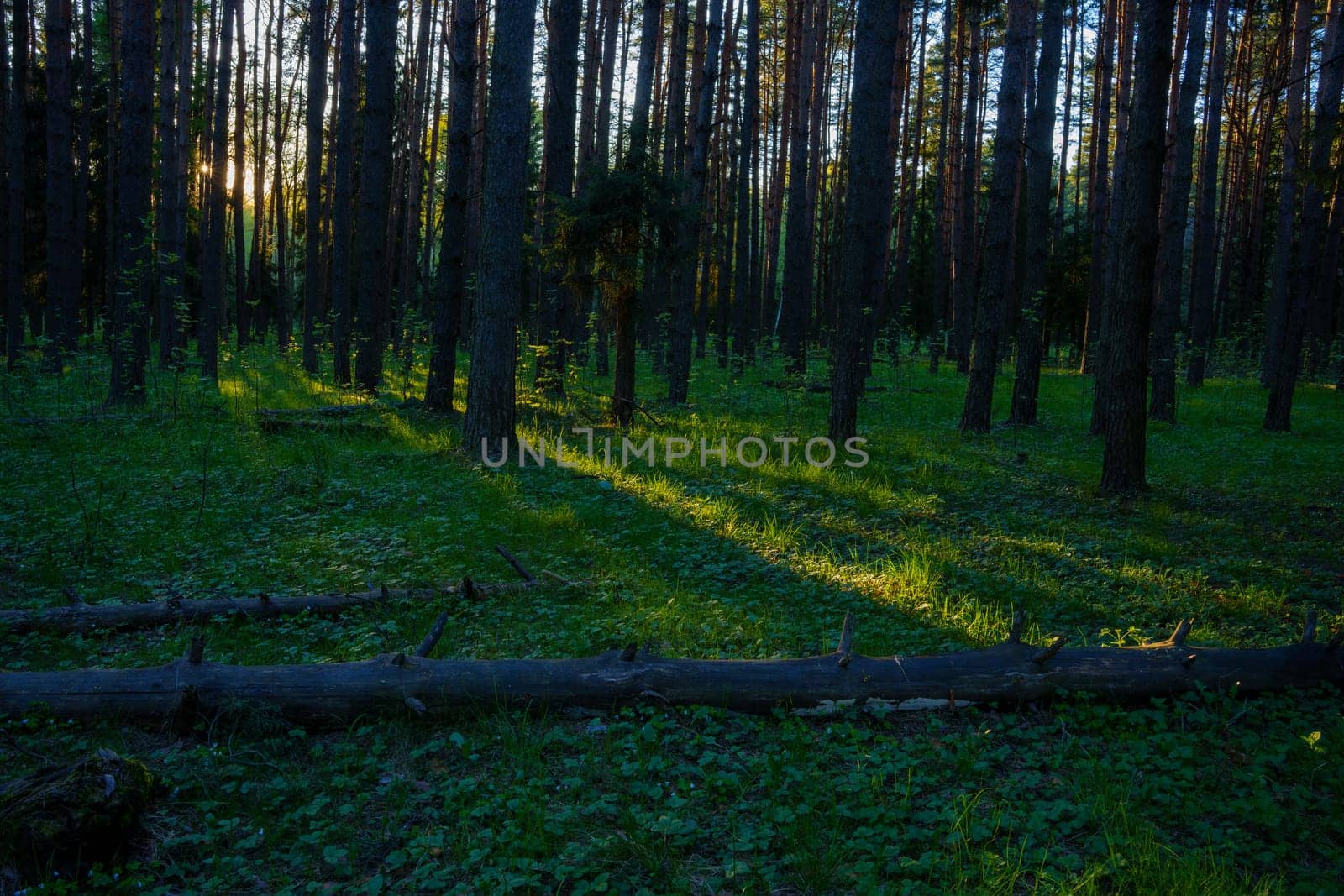 A beautiful spring forest in the sunset. The sun's rays are breaking through the trees. High quality photo