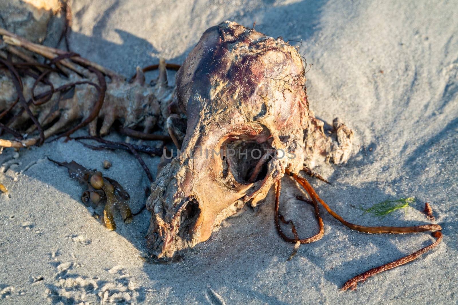 The skeleton of a dead sheep lying on the beach.