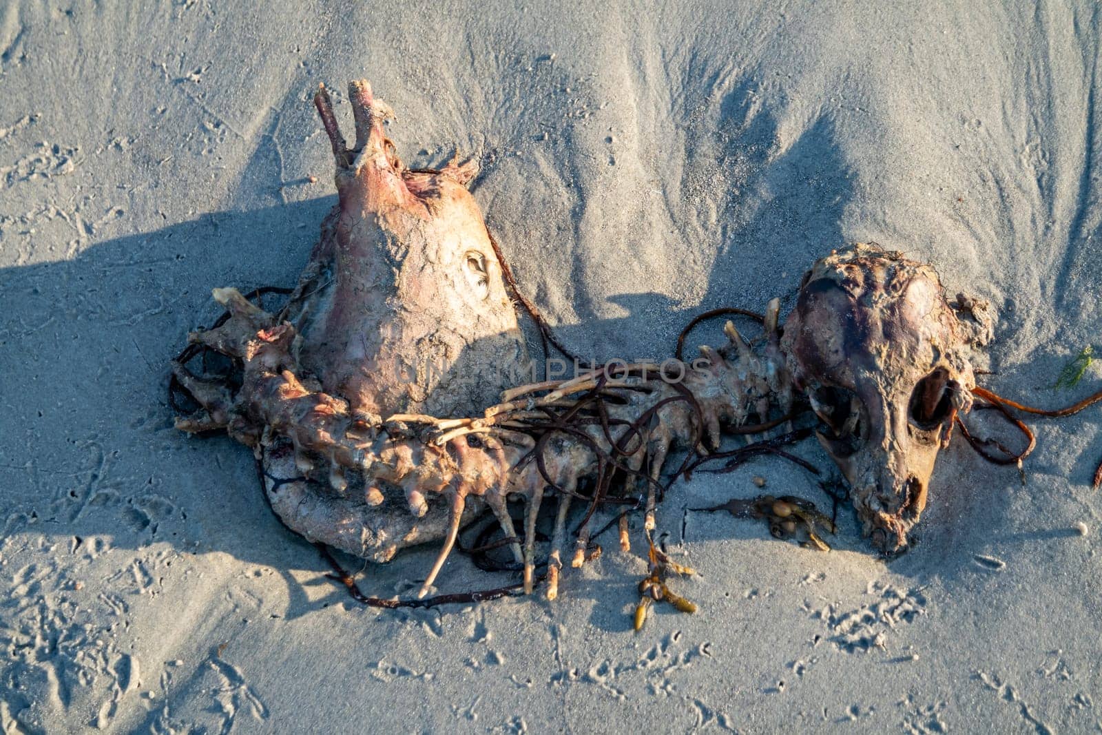 The skeleton of a dead sheep lying on the beach.