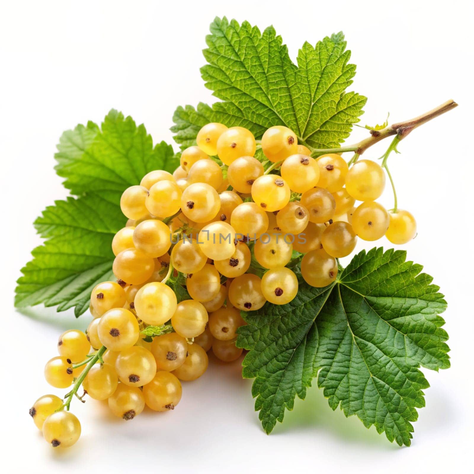 White or yellow currant with green leaves on a white background. Ai generated by alenamoore