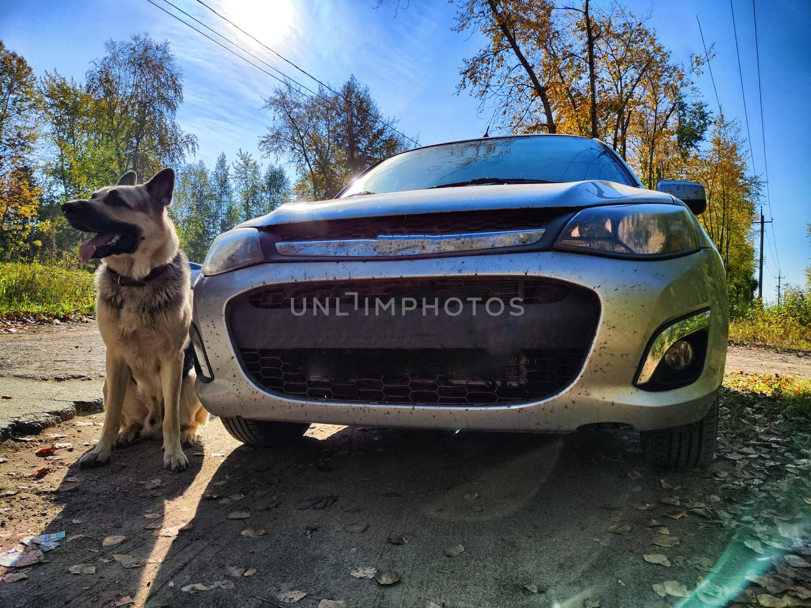 Dog German Shepherd near car on nature in sunny day. Russian eastern European dog veo in travel by big car