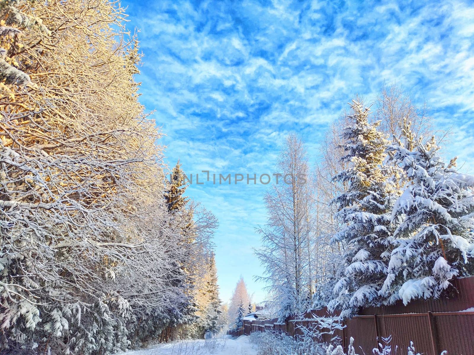 Winter Wonderland at Dusk With Snow-Covered Trees forest and blue sky with white clouds. Cold winter forest