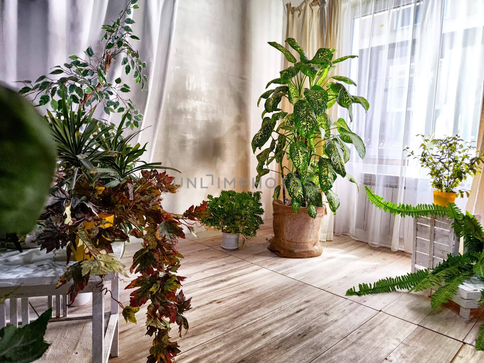 Dieffenbachia plant in a pot on a stool by the window. Retro interior in light colors. Background with plant with green leaves and fabric