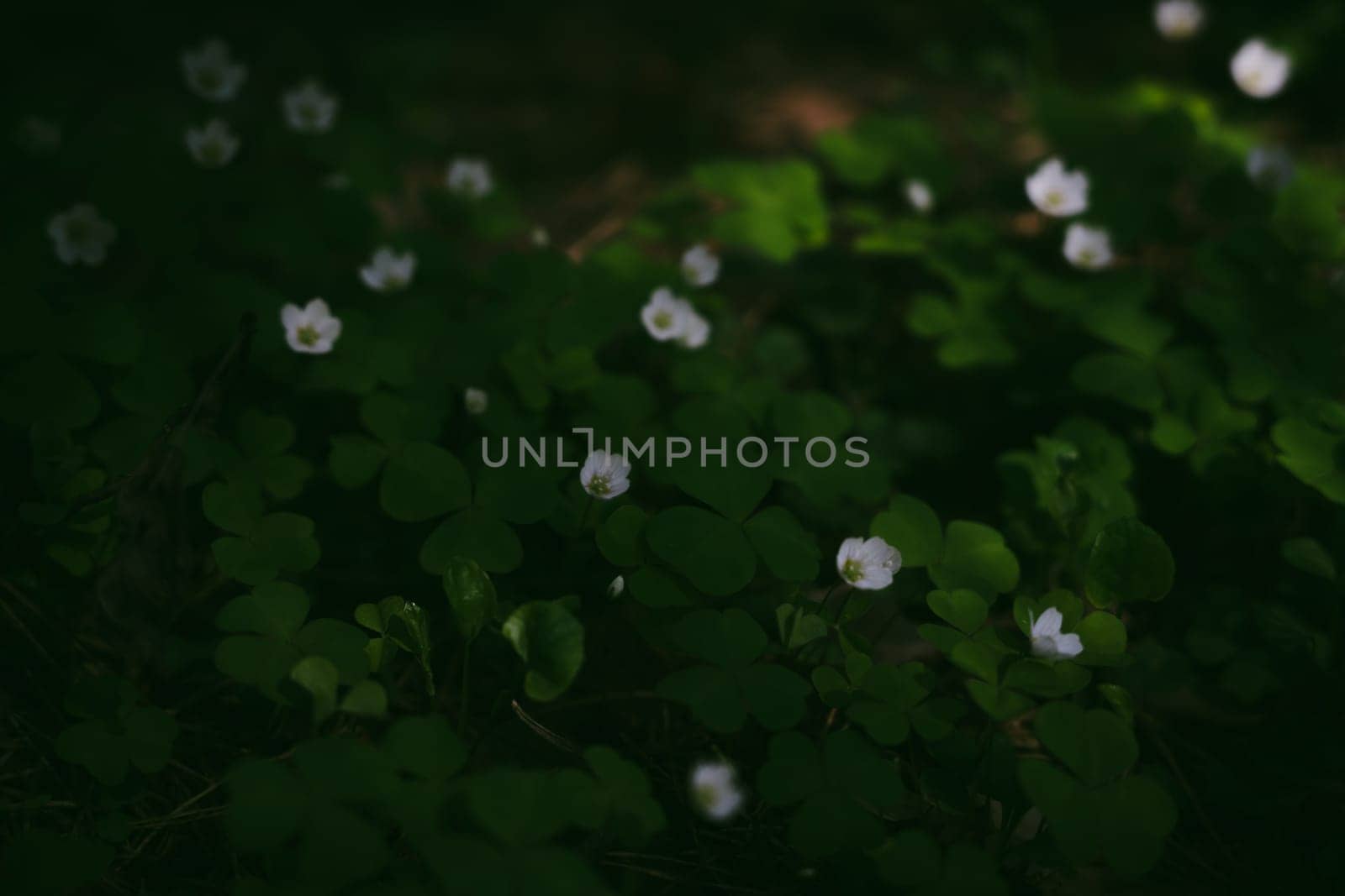 A gloomy contrasting photo of a clover in a spring forest. High quality photo