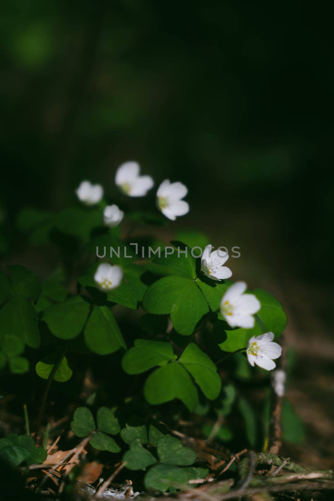 A gloomy contrasting photo of a clover in a spring forest. High quality photo