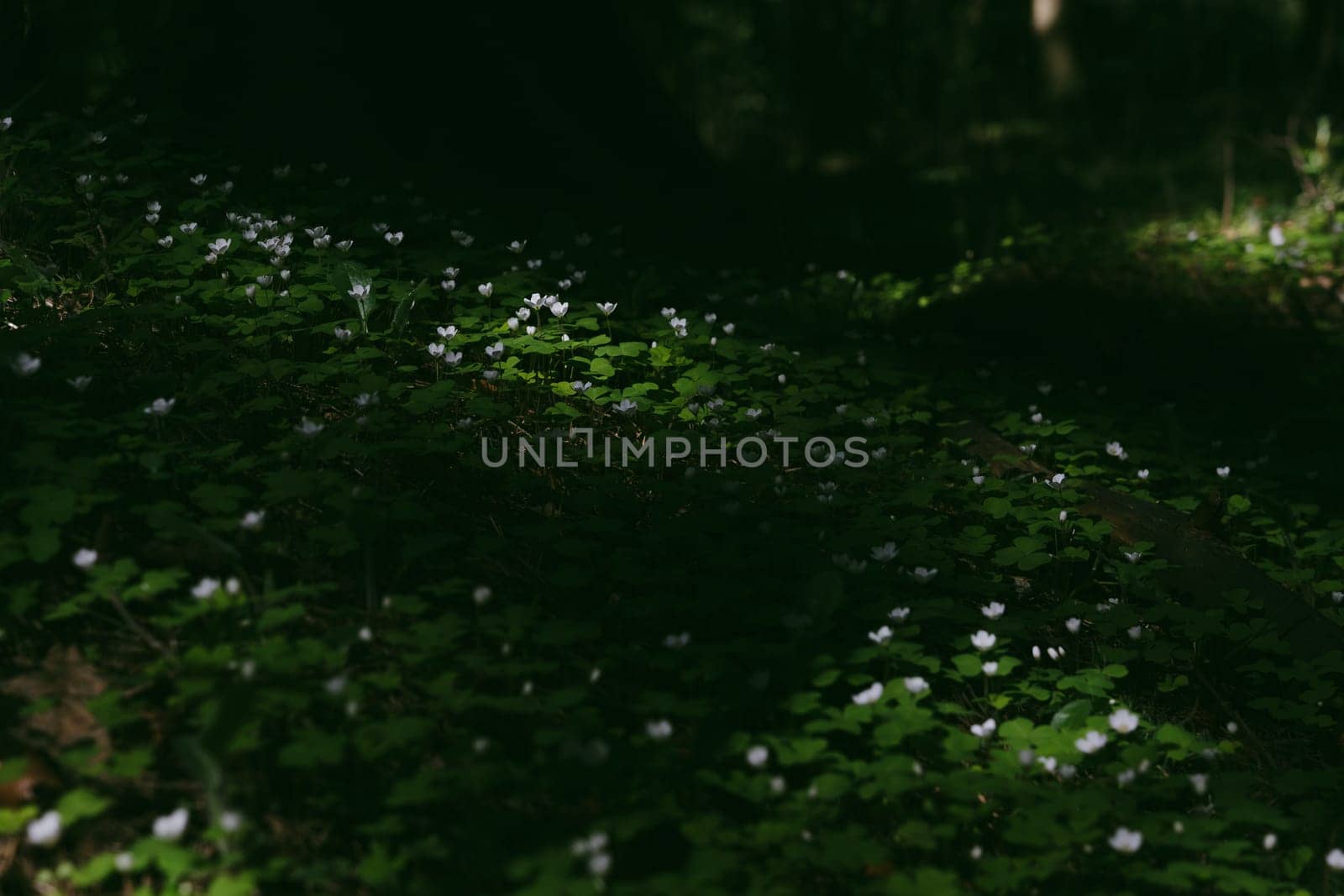 A gloomy contrasting photo of a clover in a spring forest. High quality photo