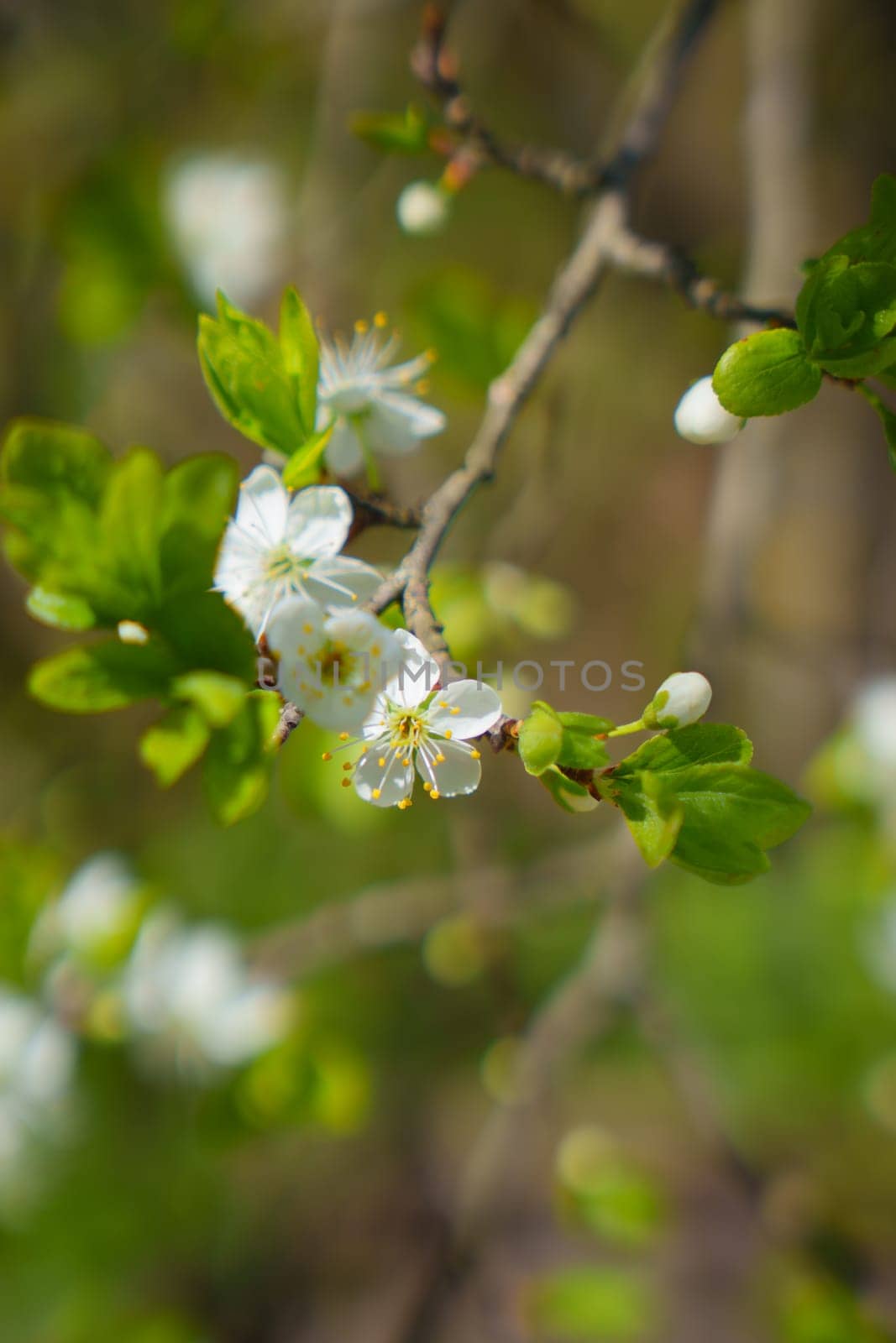 Beautiful background with cherry blossoms. High quality photo