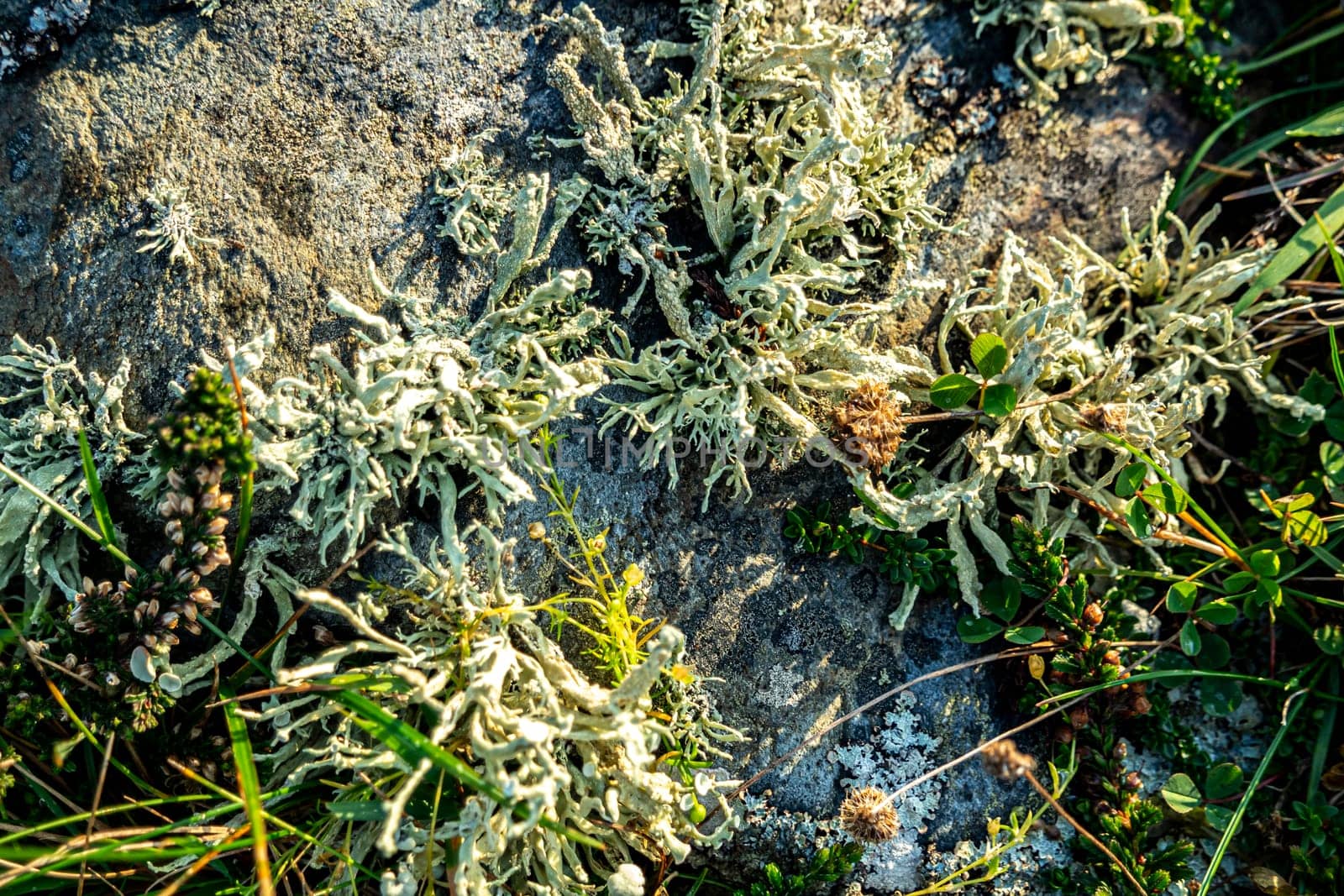 Cladonia polydactyla lichen growing on a stone at the west coast of County DOnegal, Ireland.