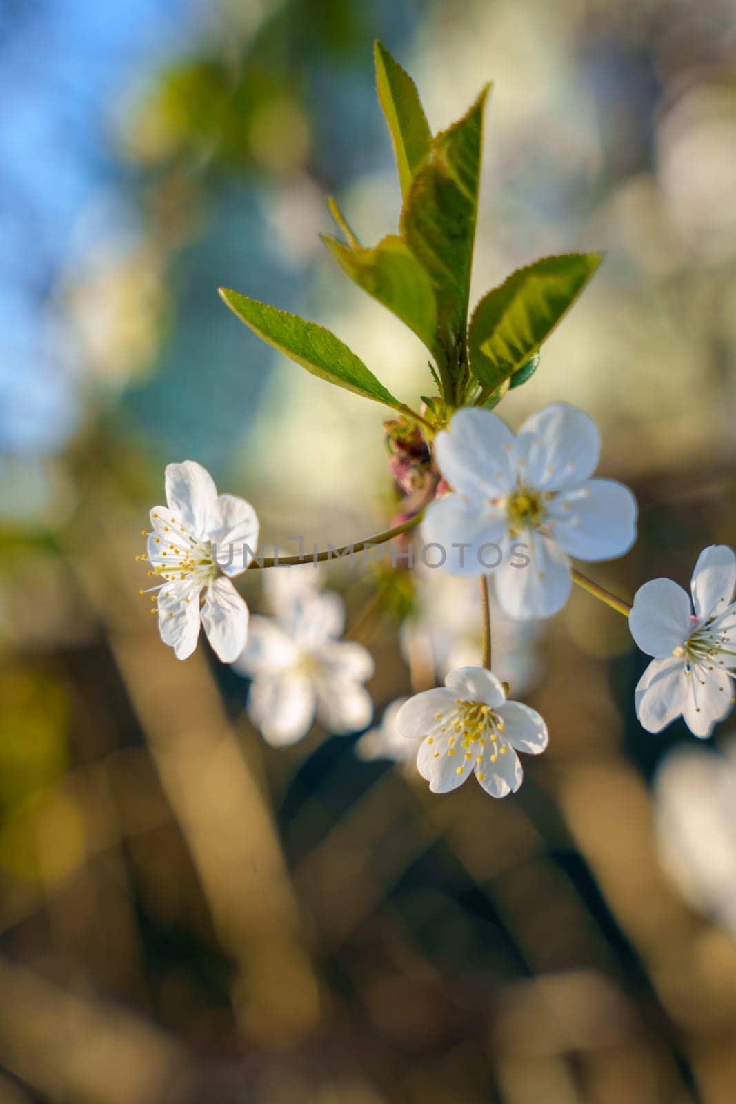 Beautiful background with cherry blossoms. High quality photo