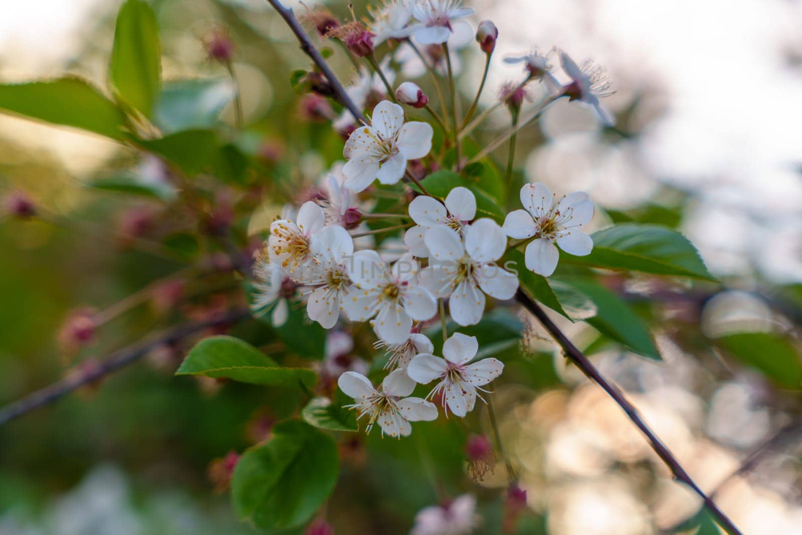 Beautiful background with cherry blossoms. High quality photo