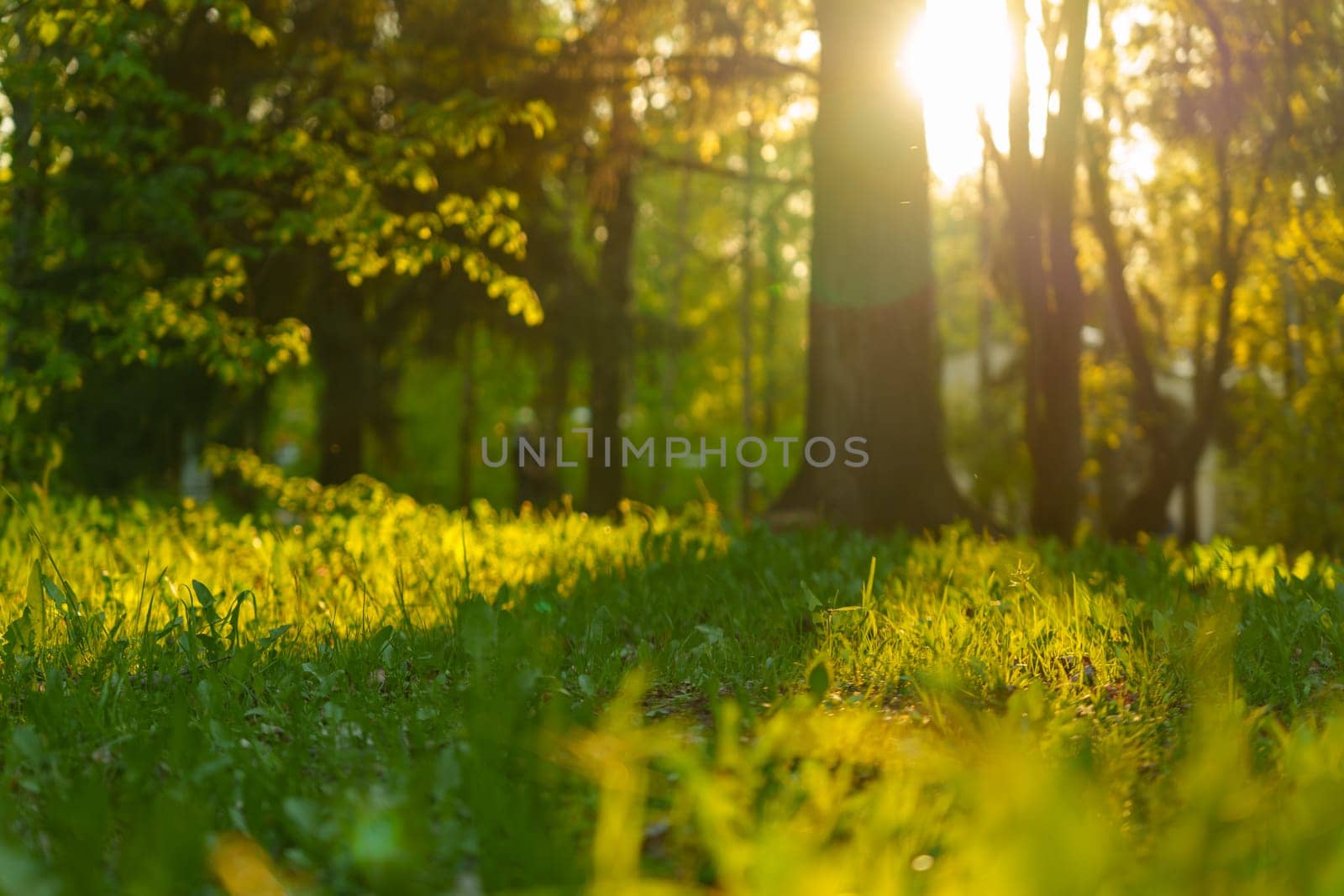 Morning in the sunny park . High quality photo