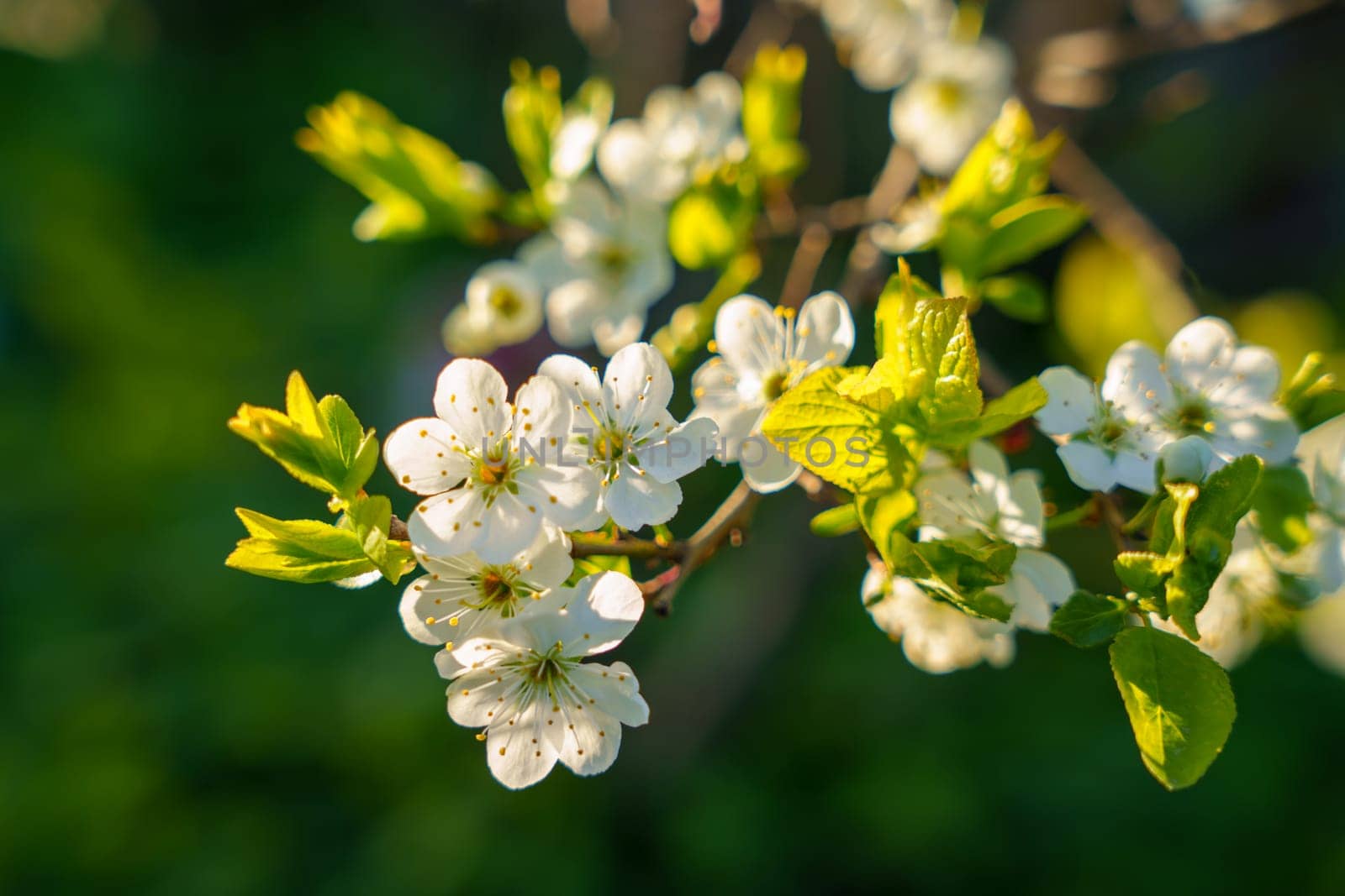 Beautiful background with cherry blossoms. High quality photo