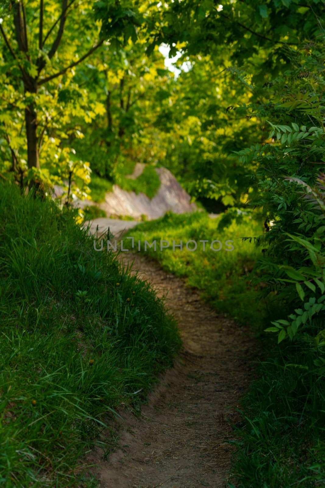 Morning in the sunny park . High quality photo