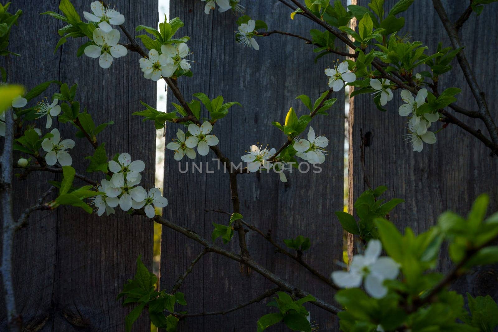 Beautiful background with cherry blossoms on the background of a wooden fence. High quality photo