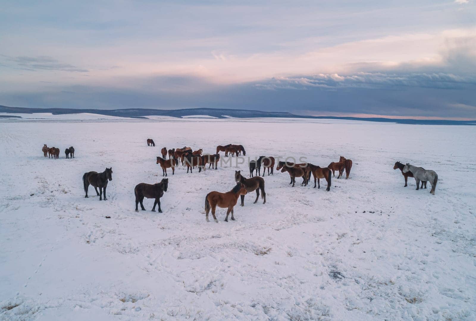 Aerial view on herd horses walking on snowfield field against the clody overcasted skies. Beautiful rural landscape.