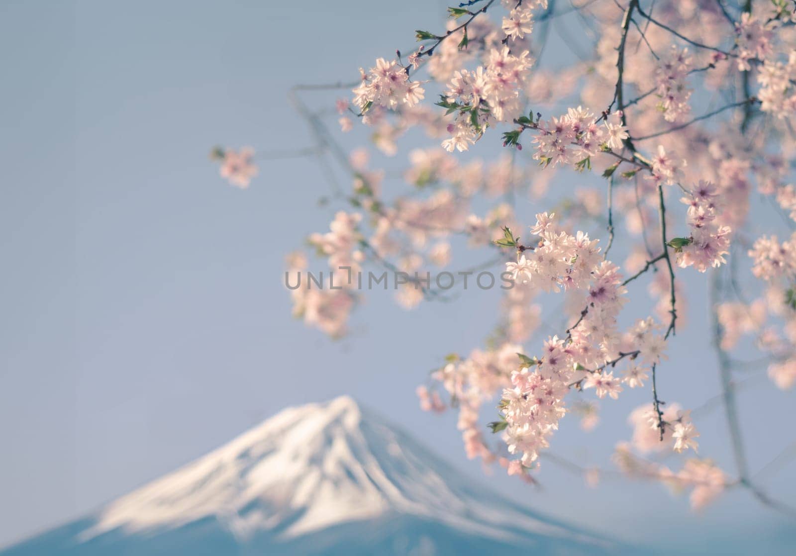 Mount Fuji In Japan Framed With Pastel Retro Pink Cherry Blossom Flowers For Spring, With Copy Space