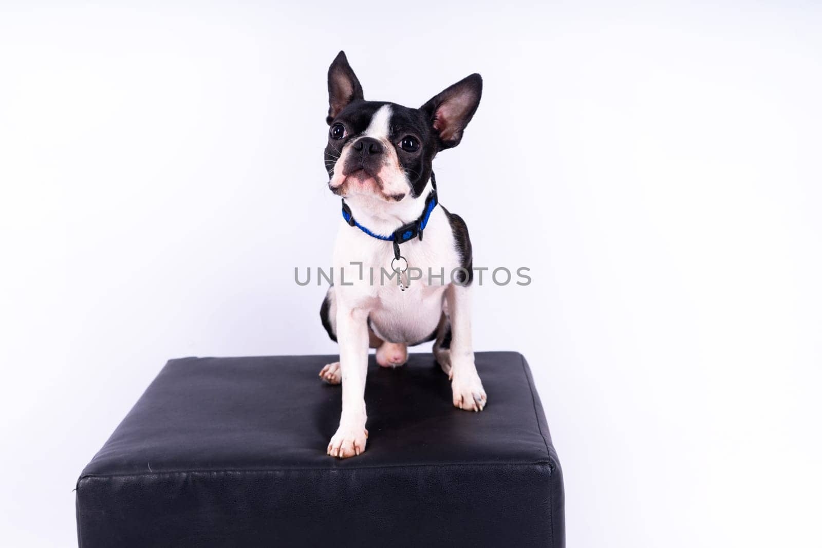 Studio shot of an adorable Boston Terrier sitting on a white brick black background.