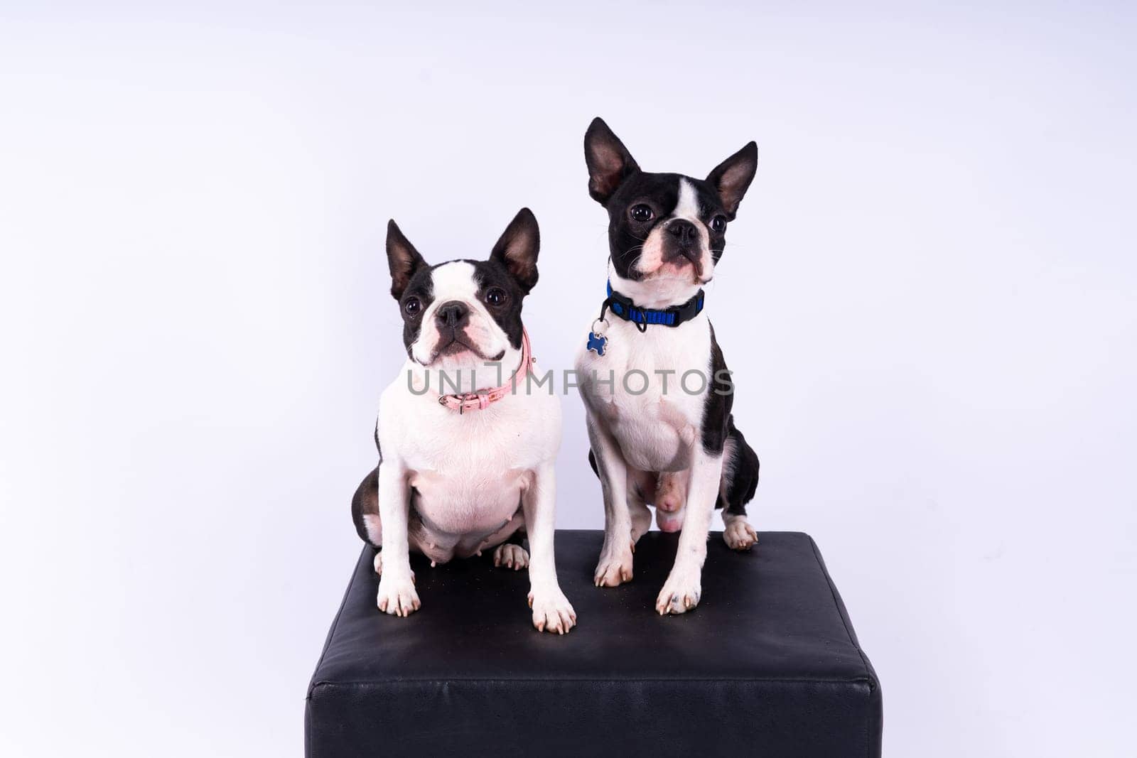 Studio shot of an adorable Boston Terrier sitting on a white brick black background.