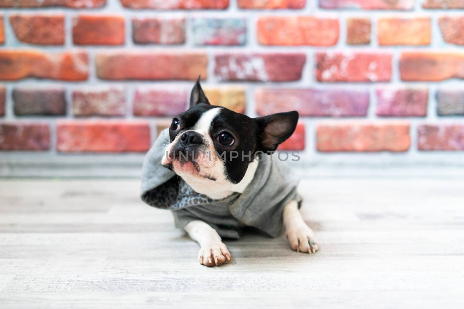 Studio shot of an adorable Boston Terrier sitting on white brick black background. by Zelenin