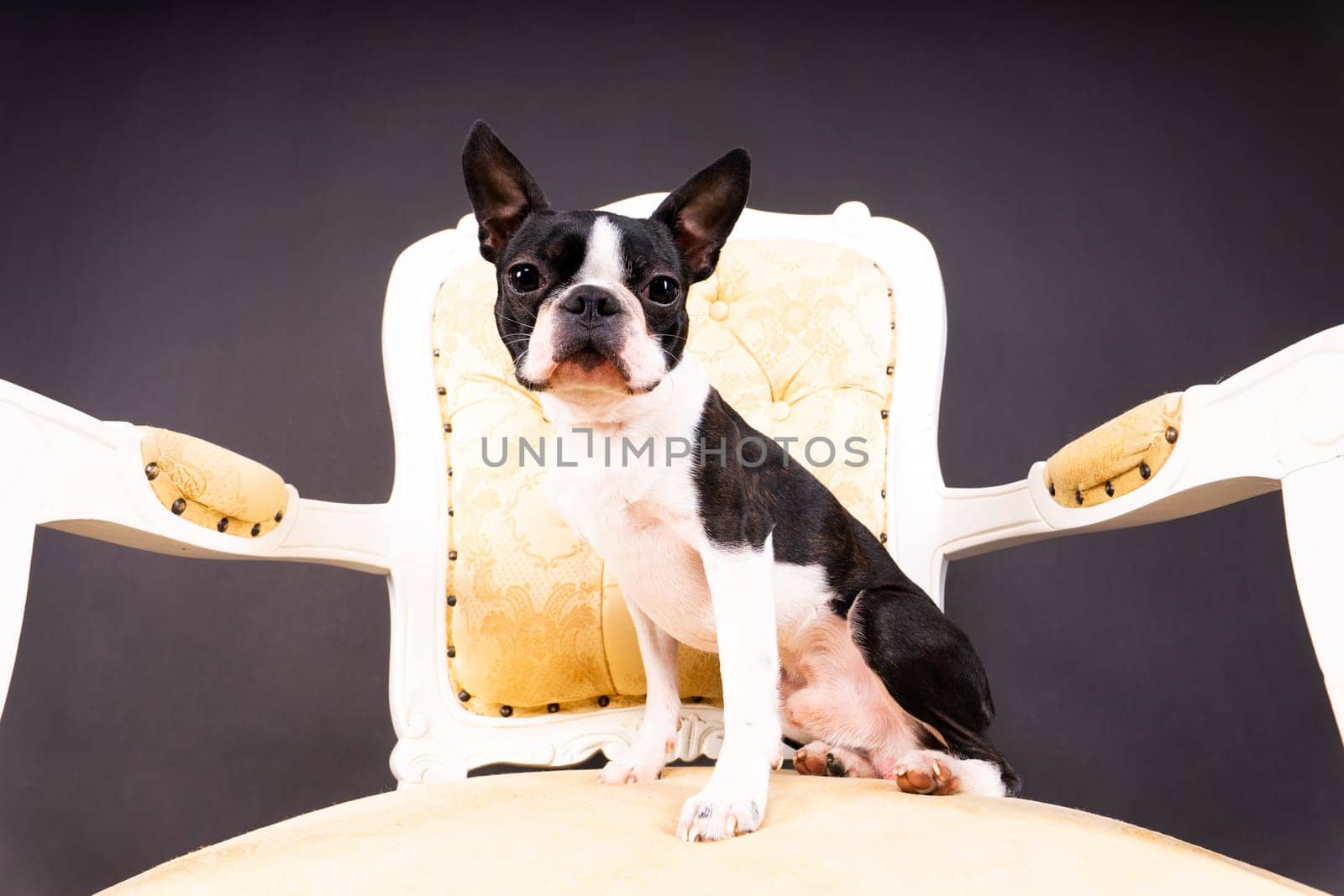 Studio shot of an adorable Boston Terrier sitting on a white brick black background.