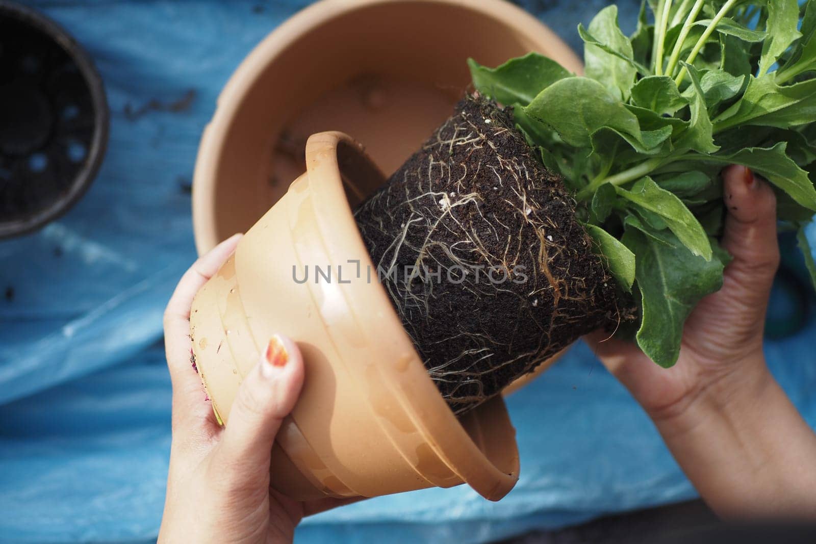 an individual is grasping a pot with a plant inside.