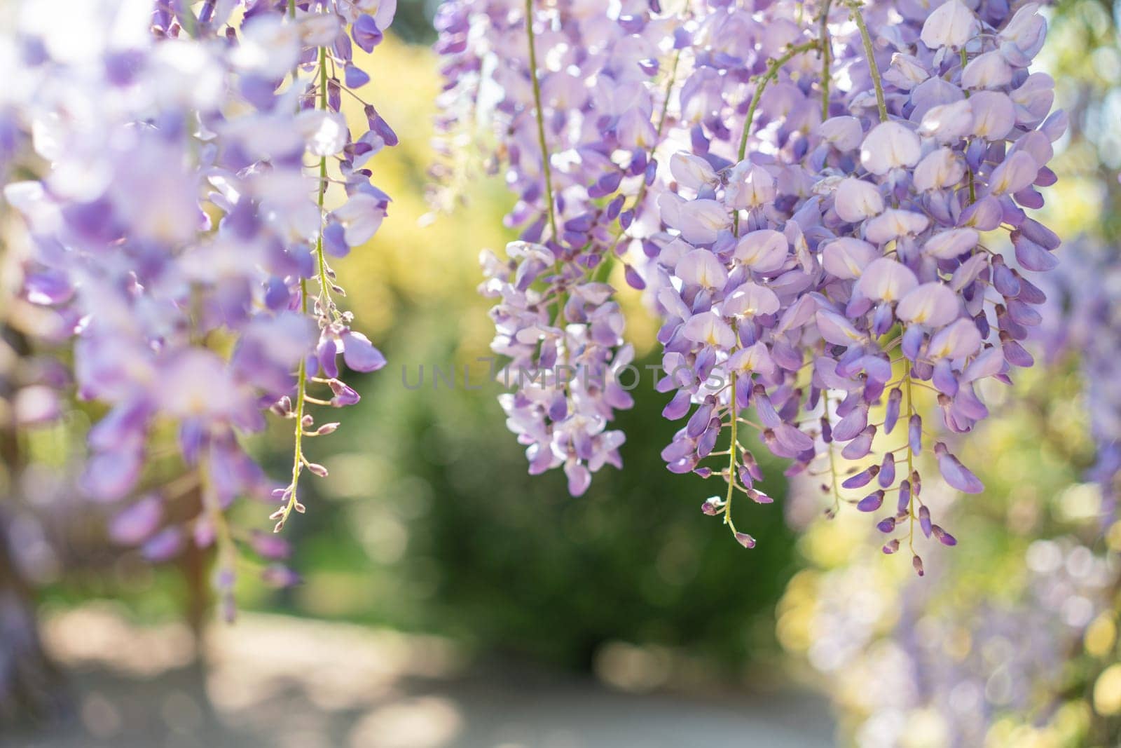 Blooming Wisteria Sinensis with classic purple flowers in full bloom in drooping racemes against the sky. Garden with wisteria in spring