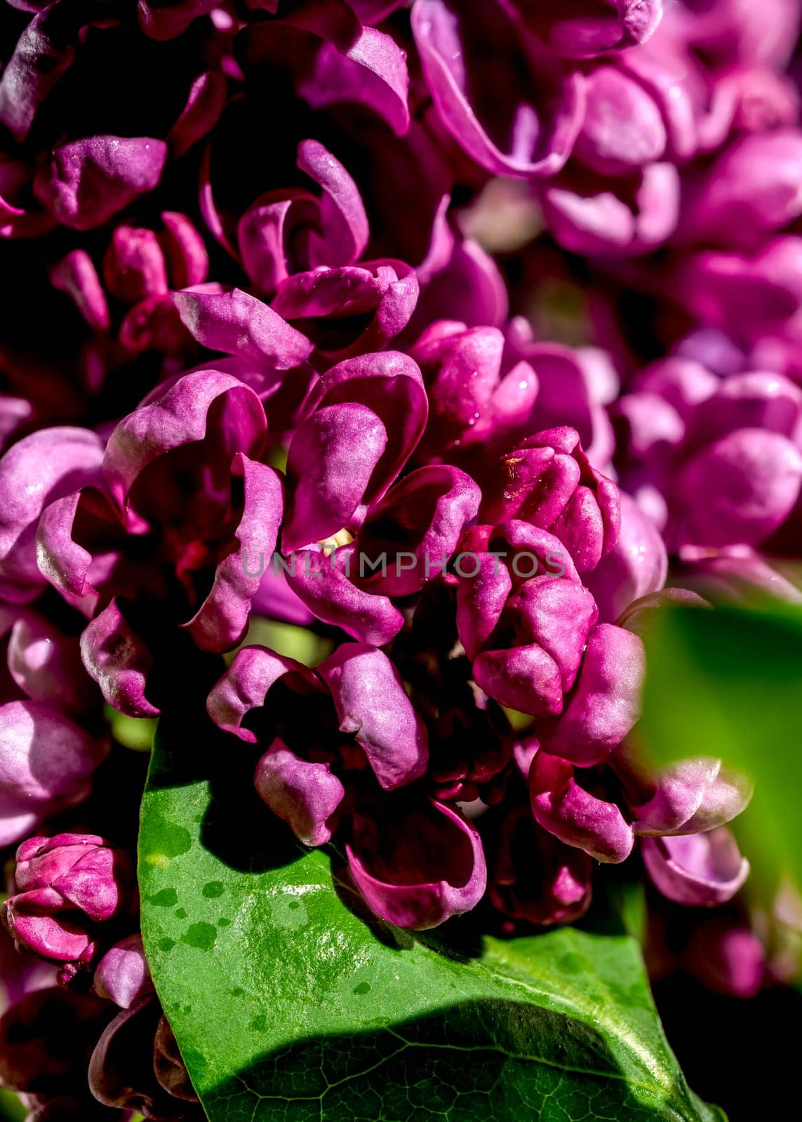 Blooming dark purple lilac on a black background by Multipedia