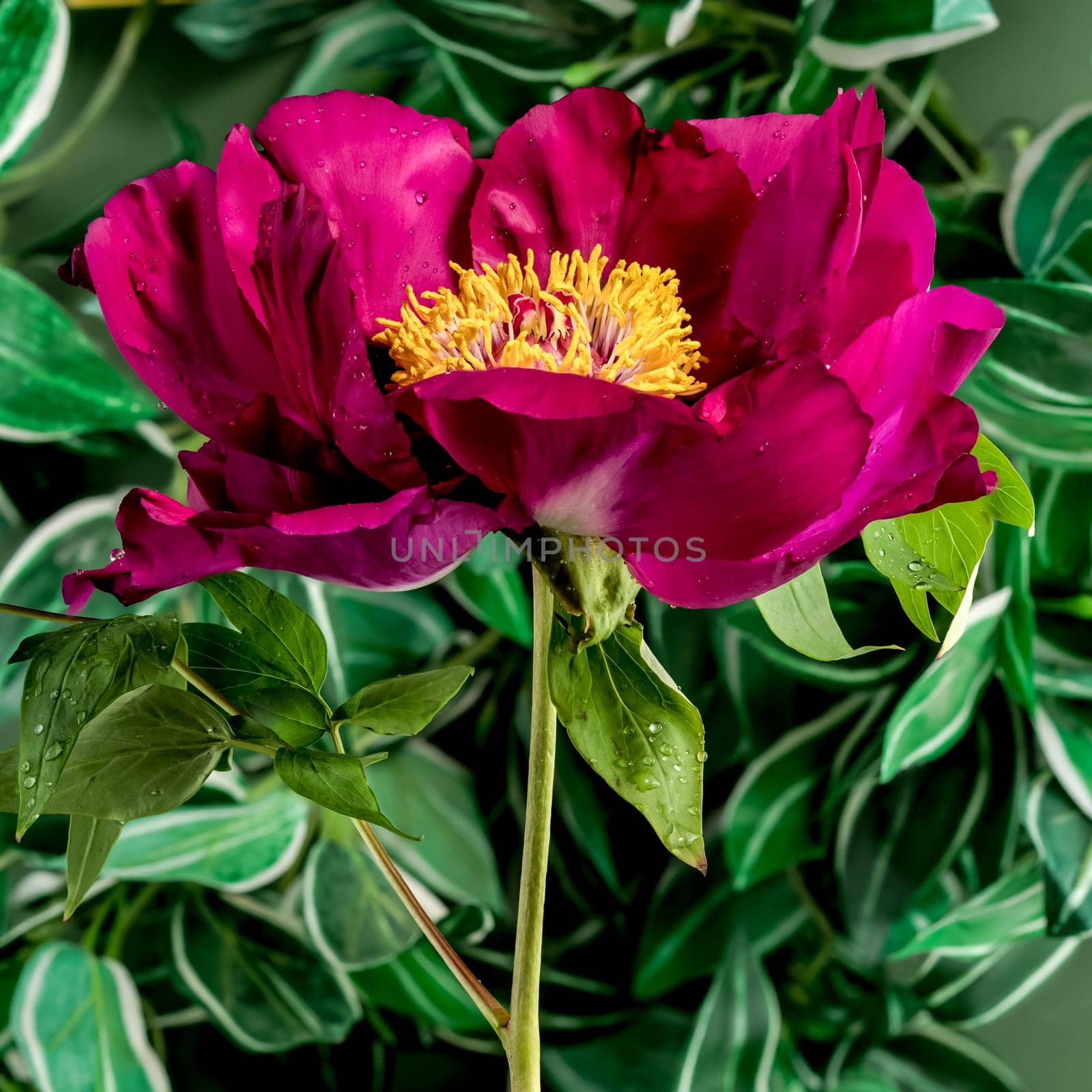 Beautiful Blooming red peony on a green leaves background. Flower head close-up.
