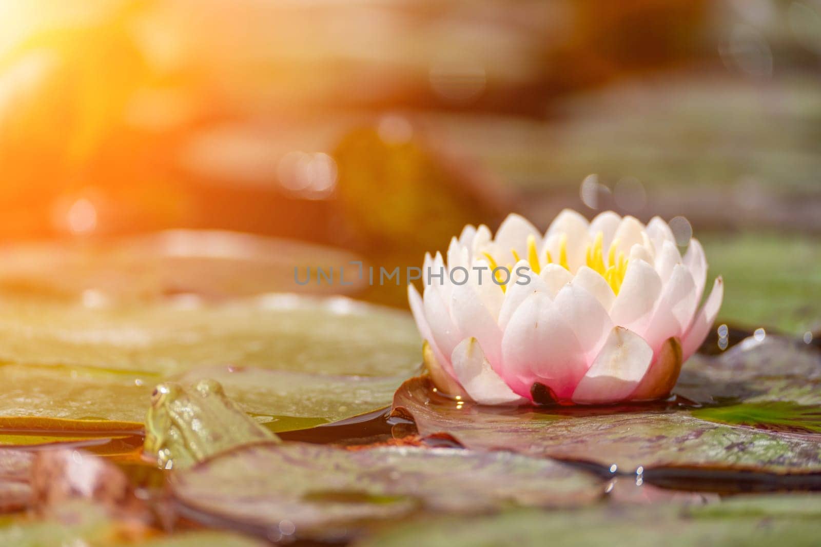 Pink lotus water lily flower in pond, waterlily with green leaves blooming.