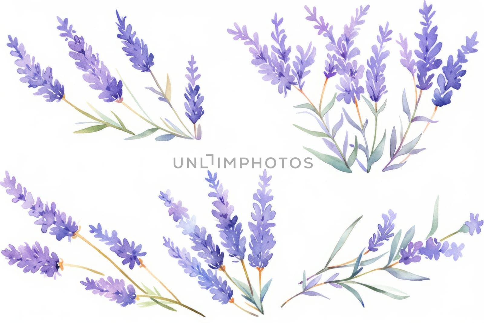 Lavender flower hand painted watercolor illustration