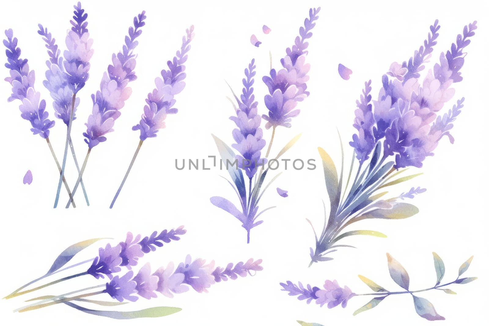 Lavender flower hand painted watercolor illustration. by Artsiom