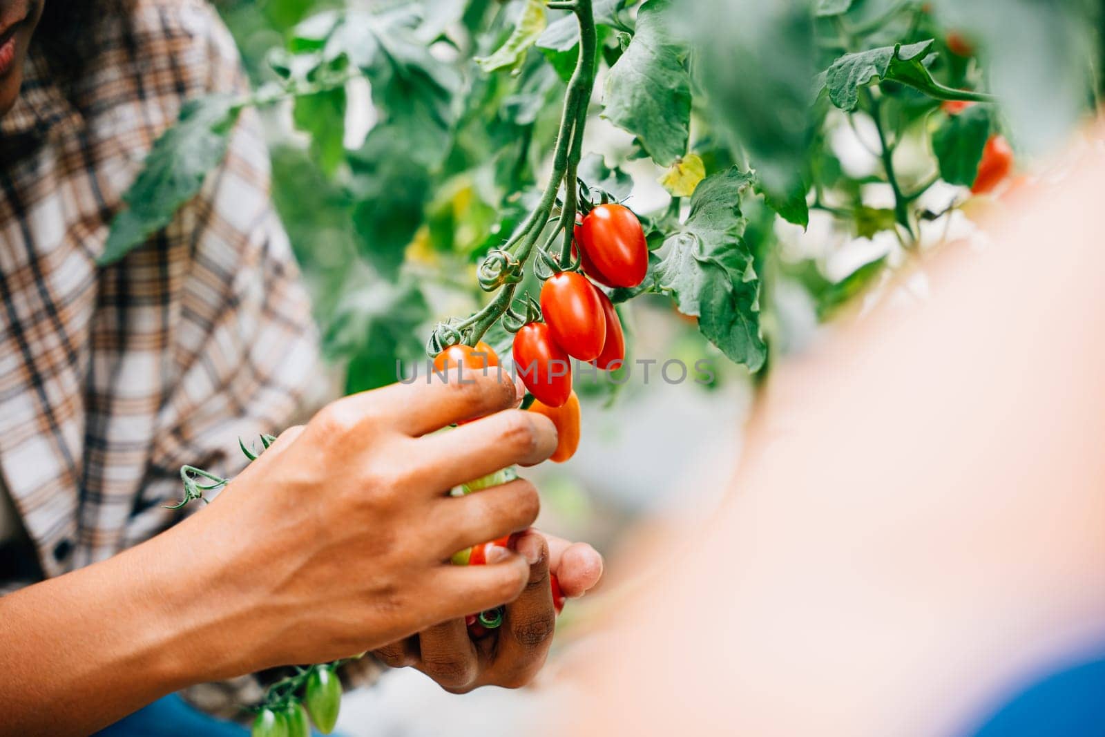 Close-up of farmer's hands holding cherry tomatoes in a greenhouse by Sorapop