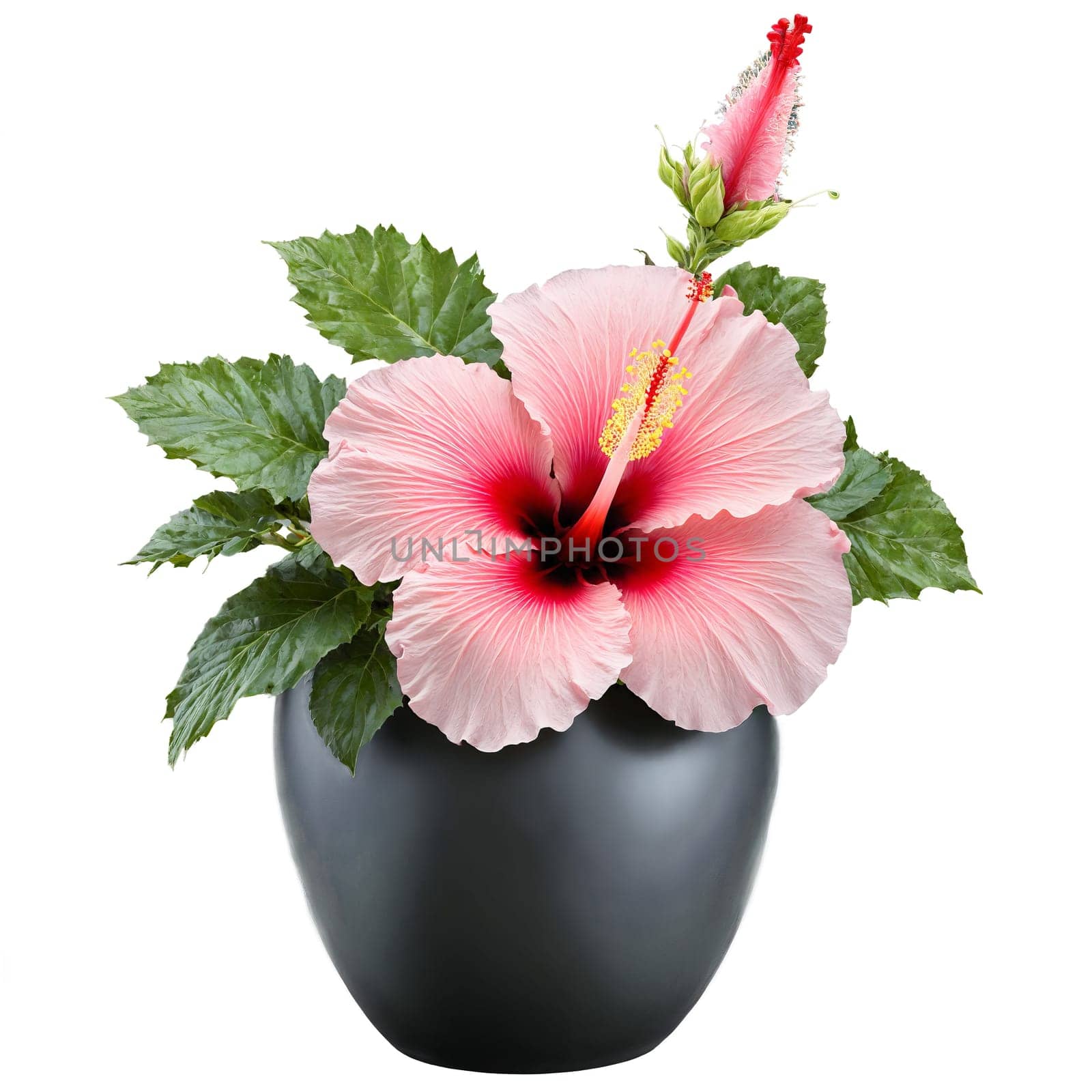 Hibiscus large red and pink tropical flowers in a large black ceramic planter Hibiscus rosa. Plants isolated on transparent background.