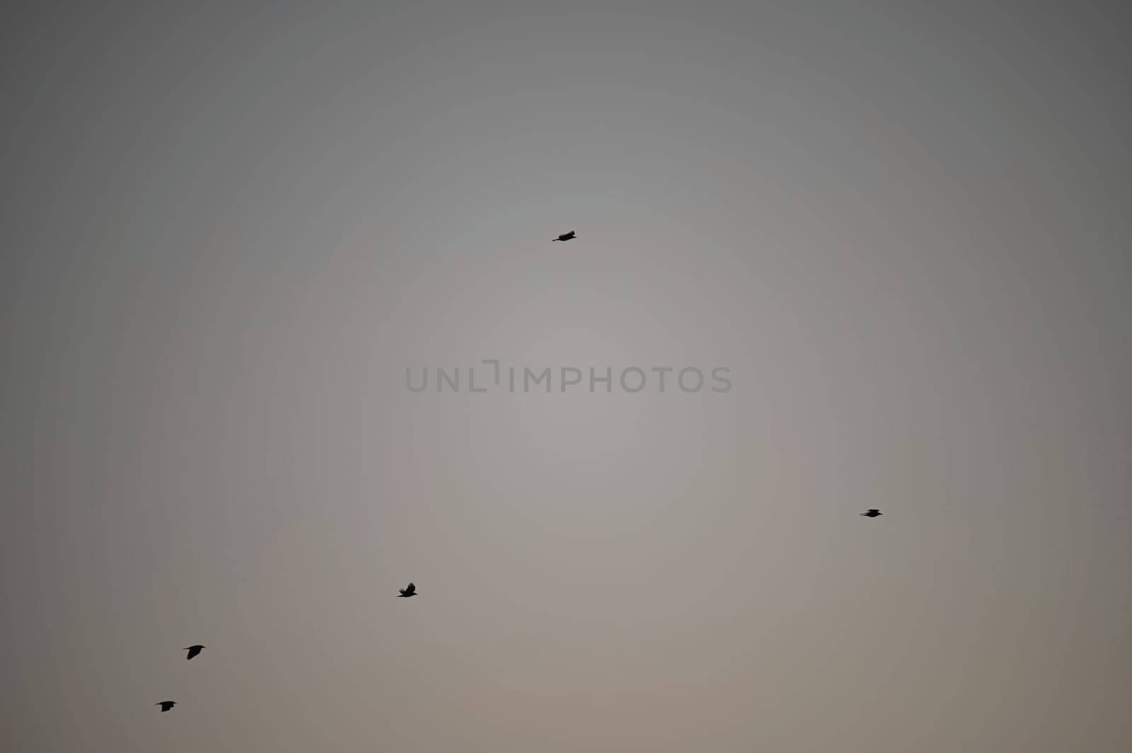 Birds in the sky. Silhouettes of birds against the sky. Concept for nature and animals. by Montypeter