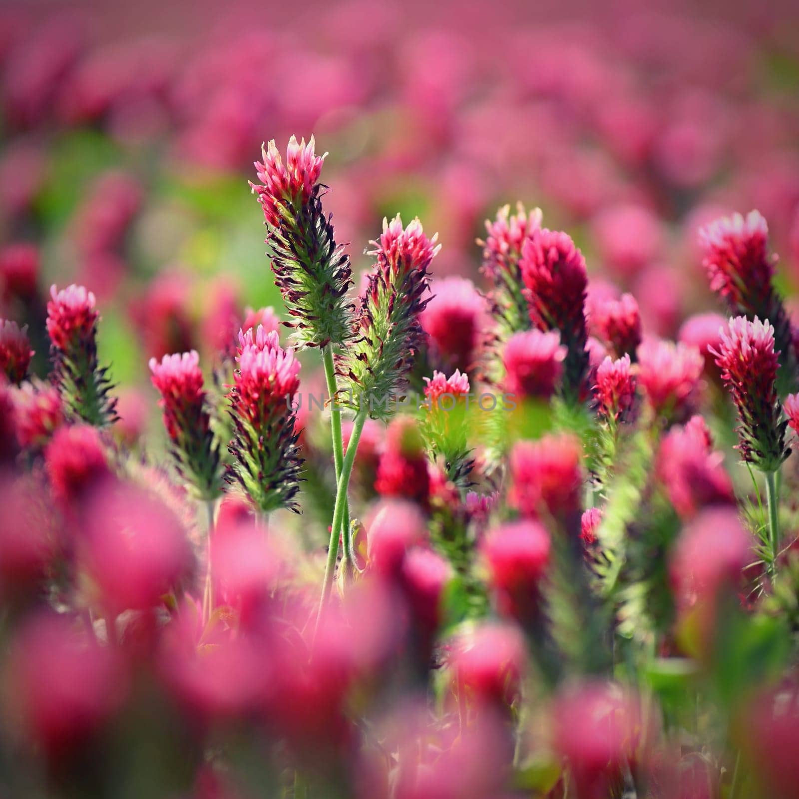 A beautiful blooming red field in the Czech Republic. Concept for nature and agriculture. Beautiful red flowers. Spring nature background. Clover incarnate - Trifolium incarnatum by Montypeter