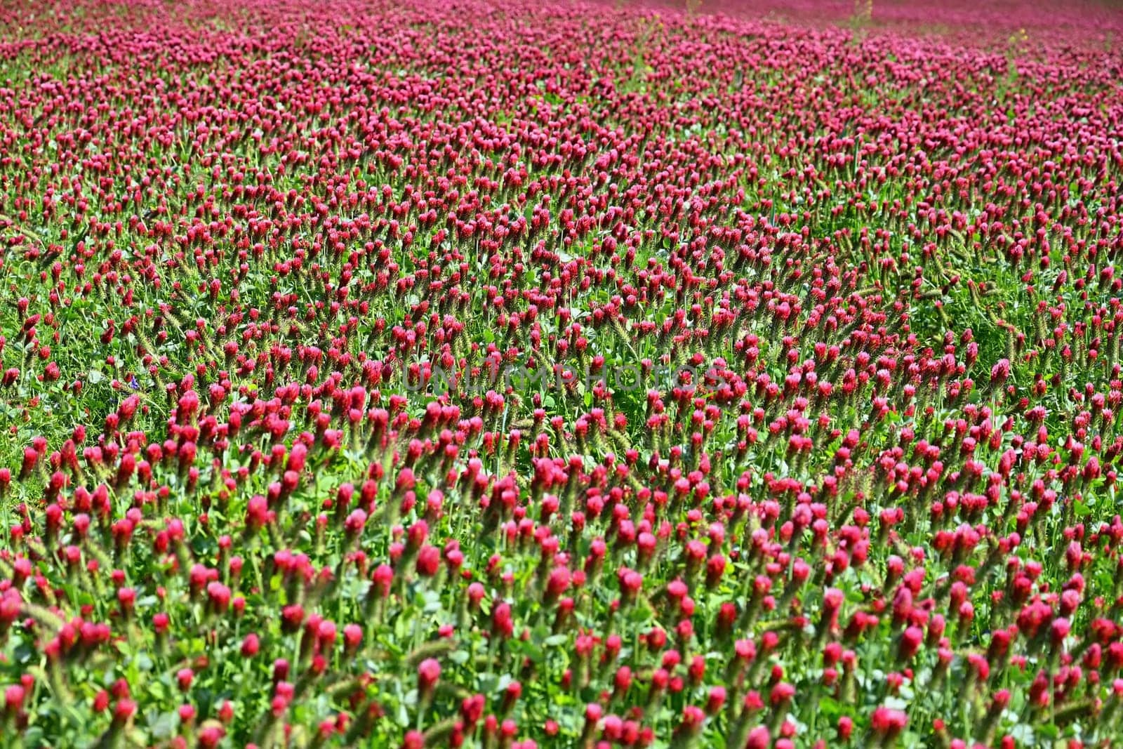 A beautiful blooming red field in the Czech Republic. Concept for nature and agriculture. Beautiful red flowers. Spring nature background. Clover incarnate - Trifolium incarnatum by Montypeter