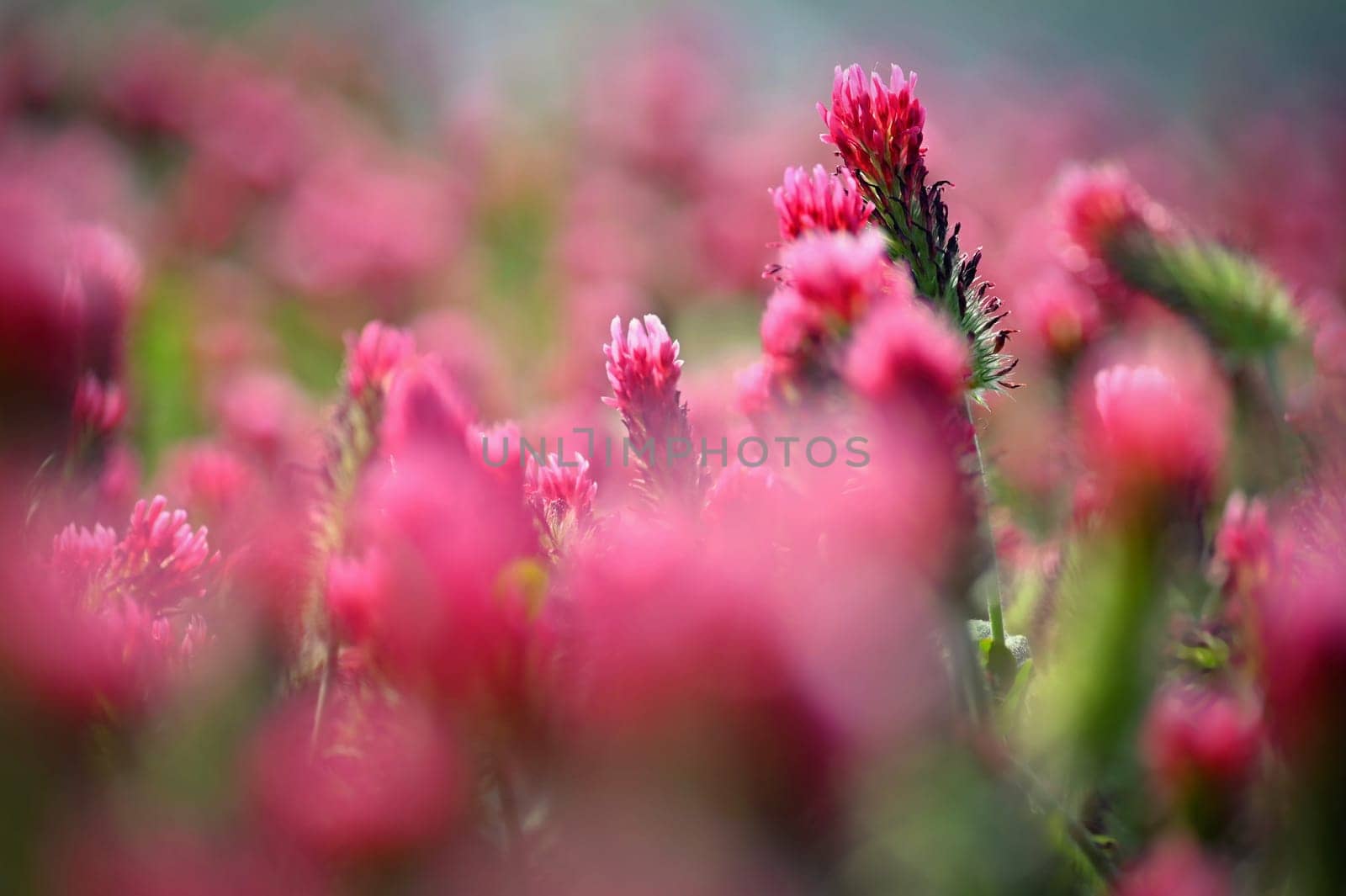 A beautiful blooming red field in the Czech Republic. Concept for nature and agriculture. Beautiful red flowers. Spring nature background. Clover incarnate - Trifolium incarnatum by Montypeter